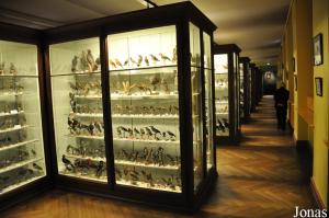 Collection d'oiseaux naturalisés