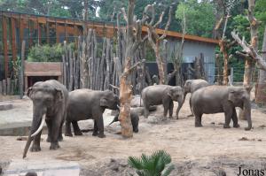 Famille d'éléphants asiatiques