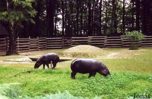Enclos des hippopotames pygmées
