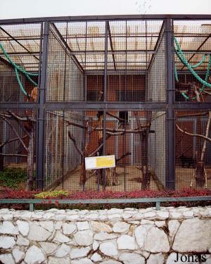 Cages des singes