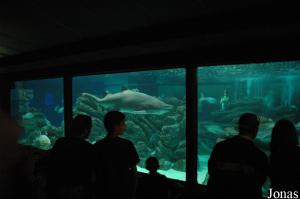 Sharks tank in the aquarium