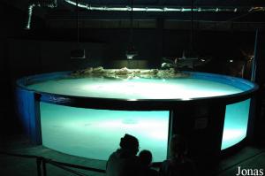 Manatee pool in the aquarium