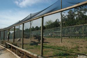 Future enclosure for cheetahs