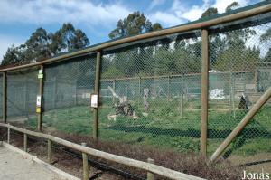 African hunting dogs enclosure