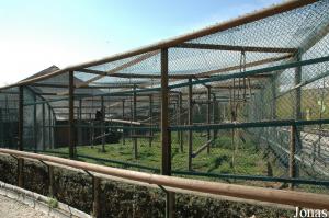 Cage of the group of spider monkeys