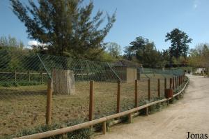 Grevy's zebras enclosure