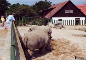Enclos des rhinocéros blancs