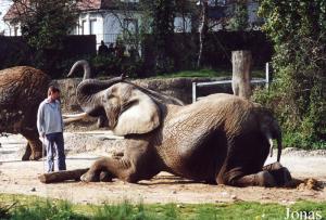 Malayka, éléphante d'Afrique