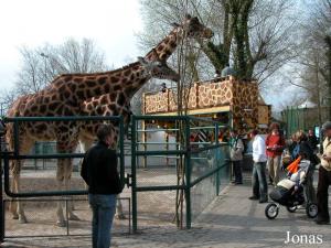 Enclos des girafes
