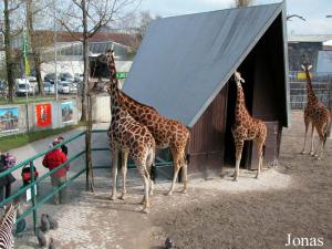 Enclos des girafes