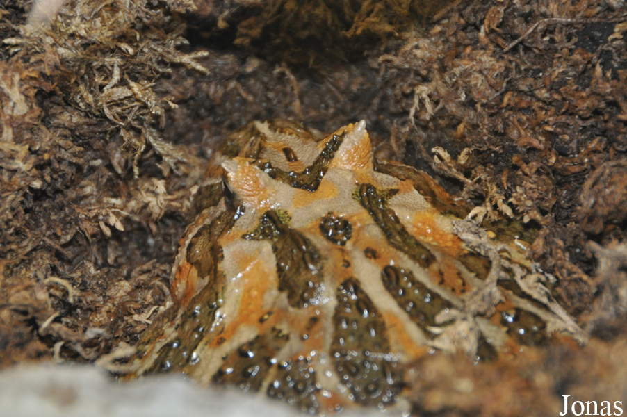 Ceratophrys ornata