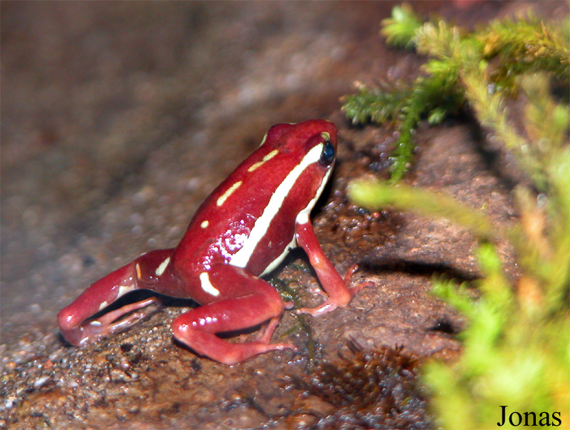Epipedobates anthonyi