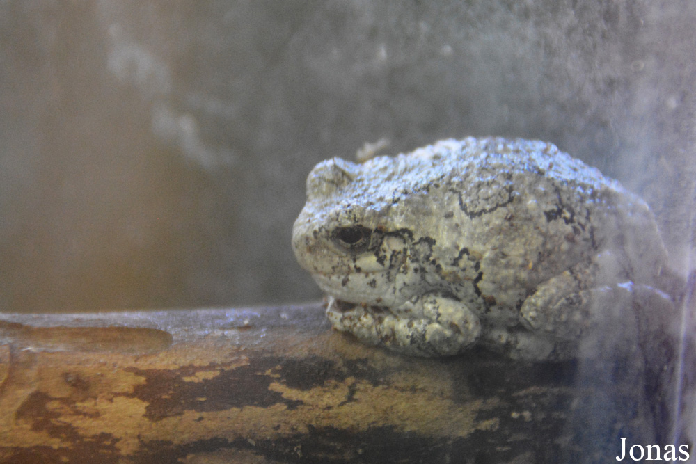 Hyla versicolor