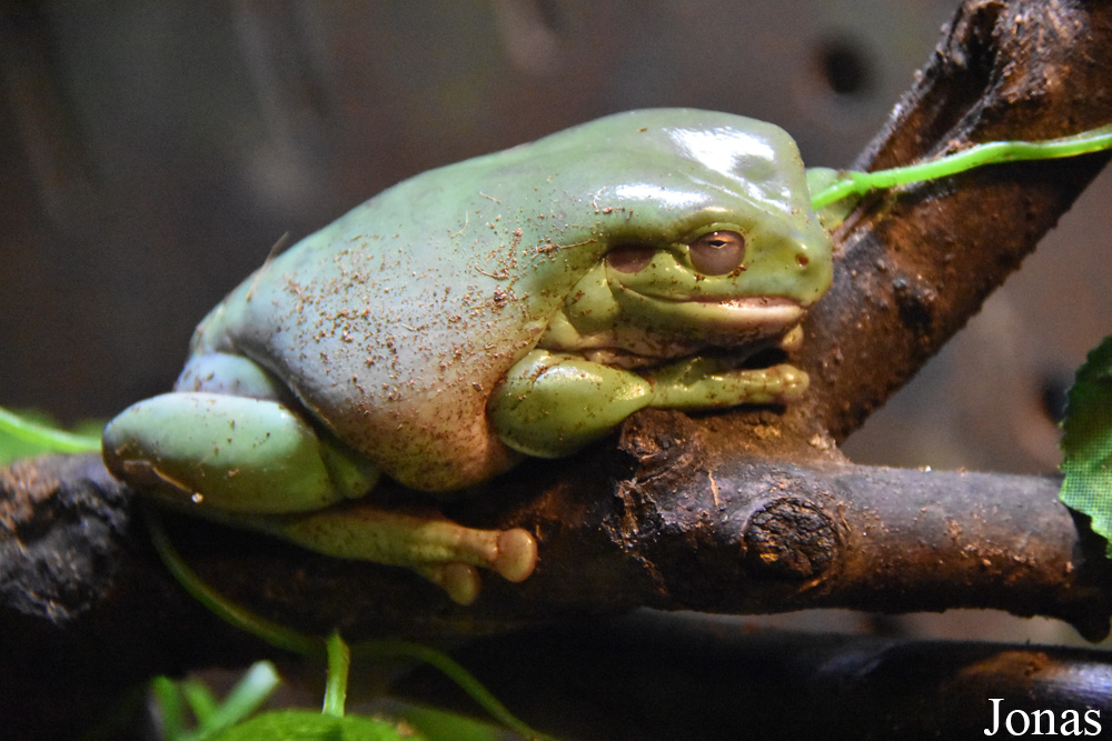 Litoria caerulea