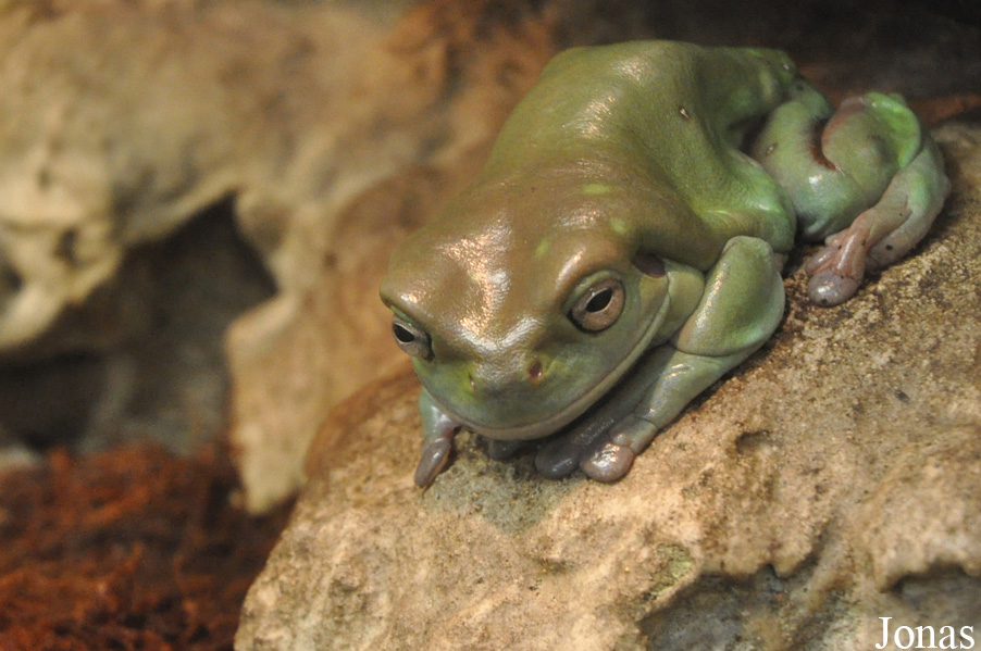 Litoria caerulea