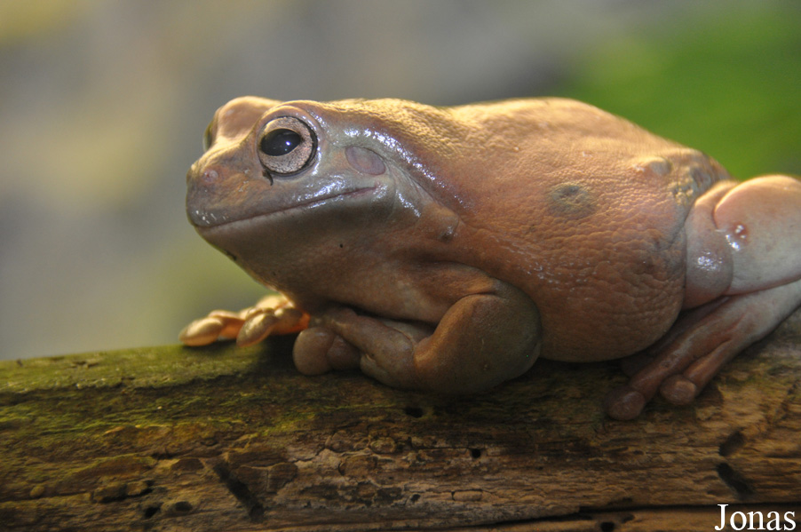Litoria caerulea
