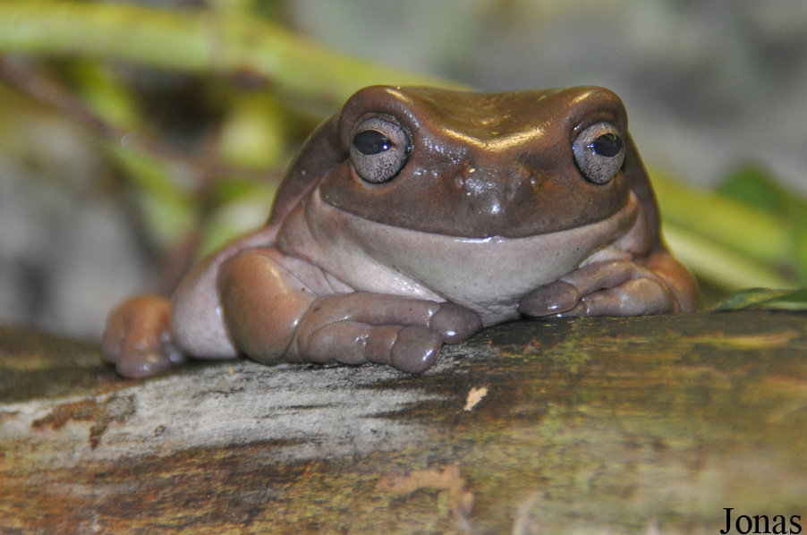 Litoria caerulea