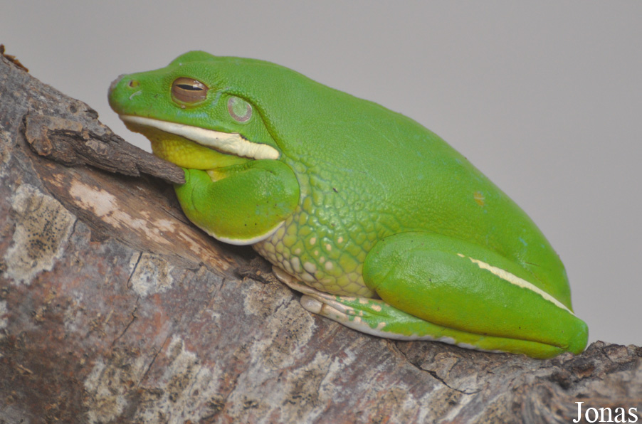 Litoria infrafrenata