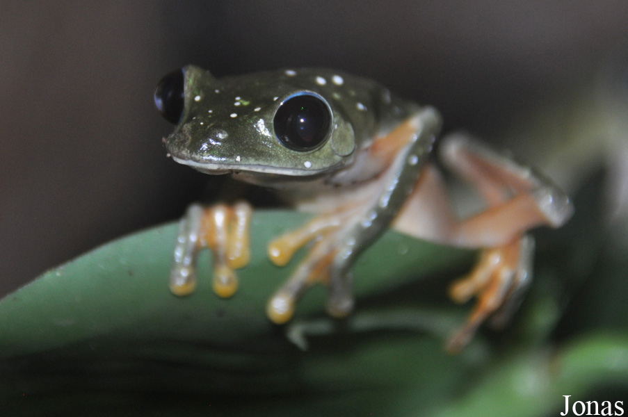 Agalychnis moreletii