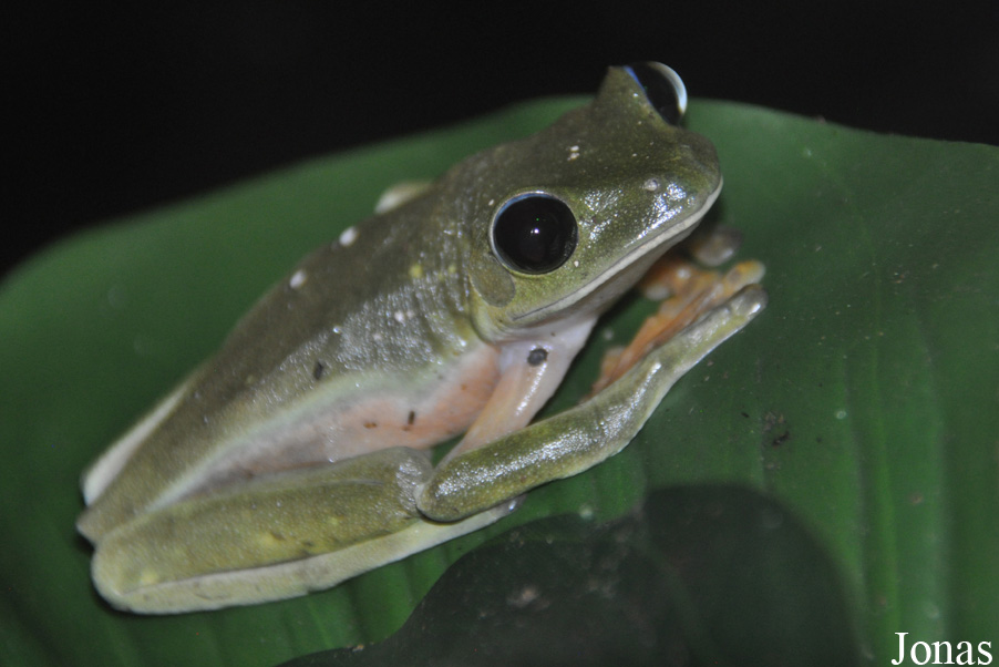 Agalychnis moreletii