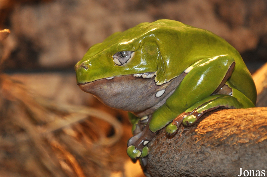 Phyllomedusa bicolor