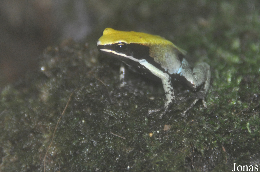 Mantella viridis