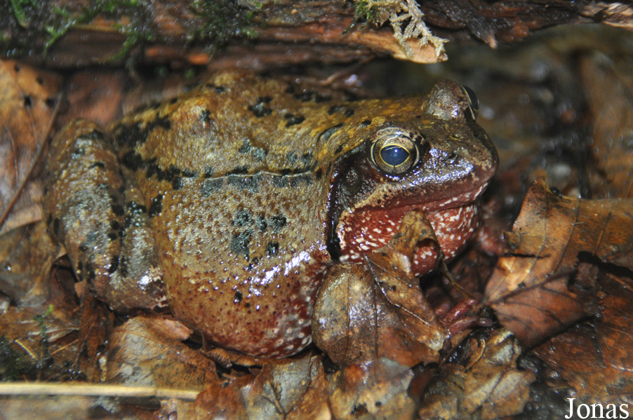 Rana temporaria