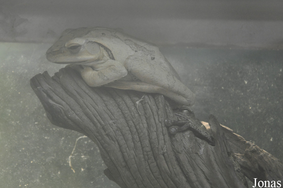 Polypedates leucomystax