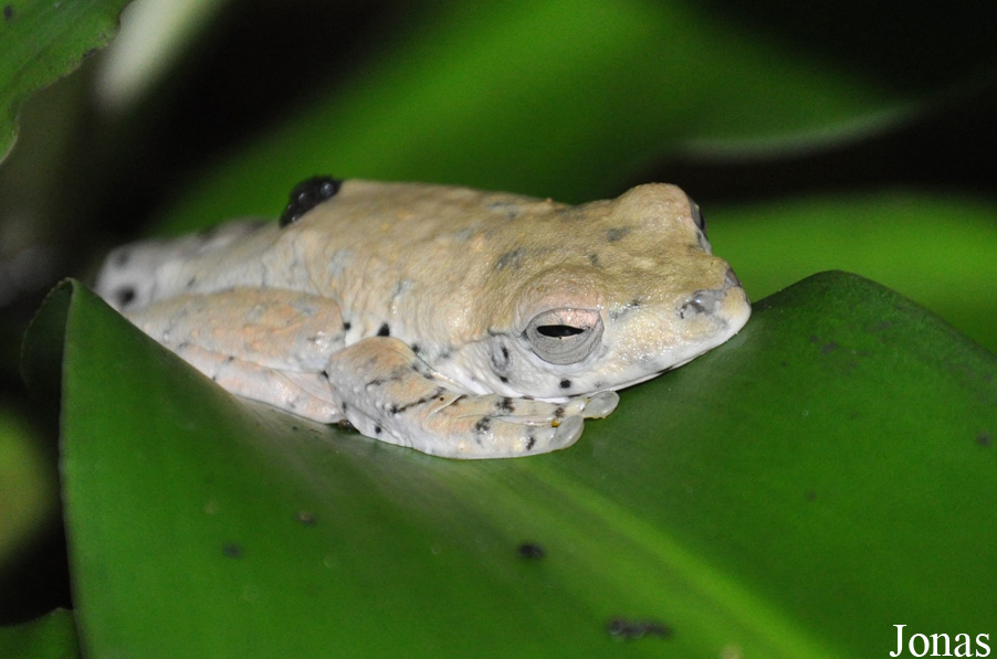 Rhacophorus annamensis