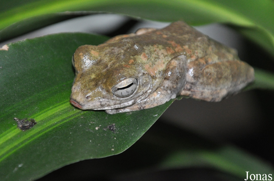 Rhacophorus annamensis