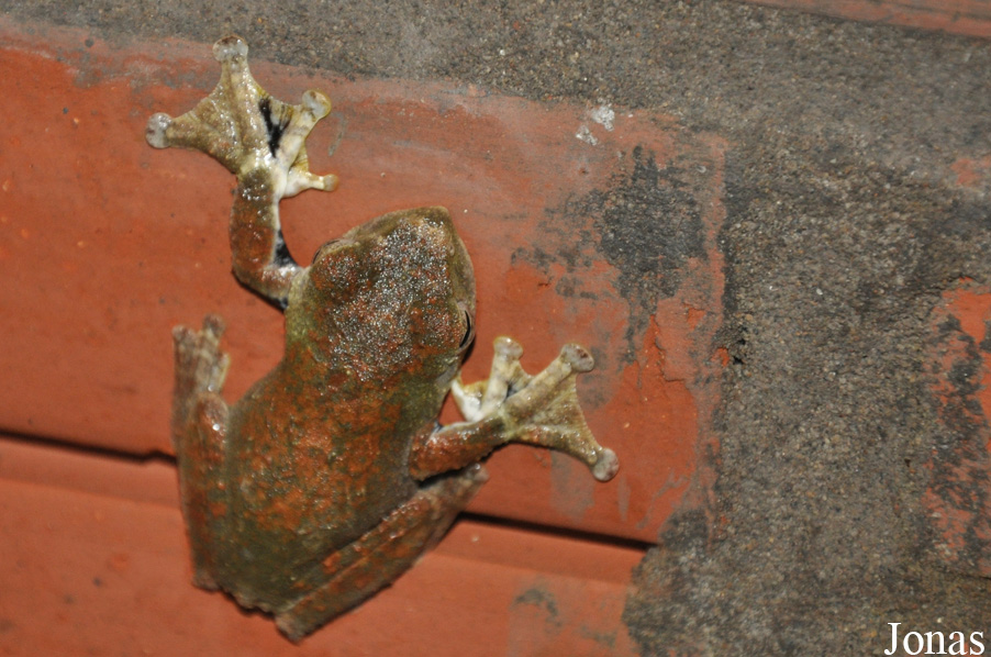 Rhacophorus annamensis