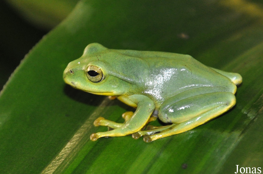 Rhacophorus feae
