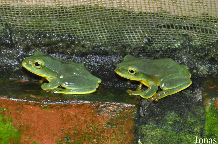Rhacophorus feae