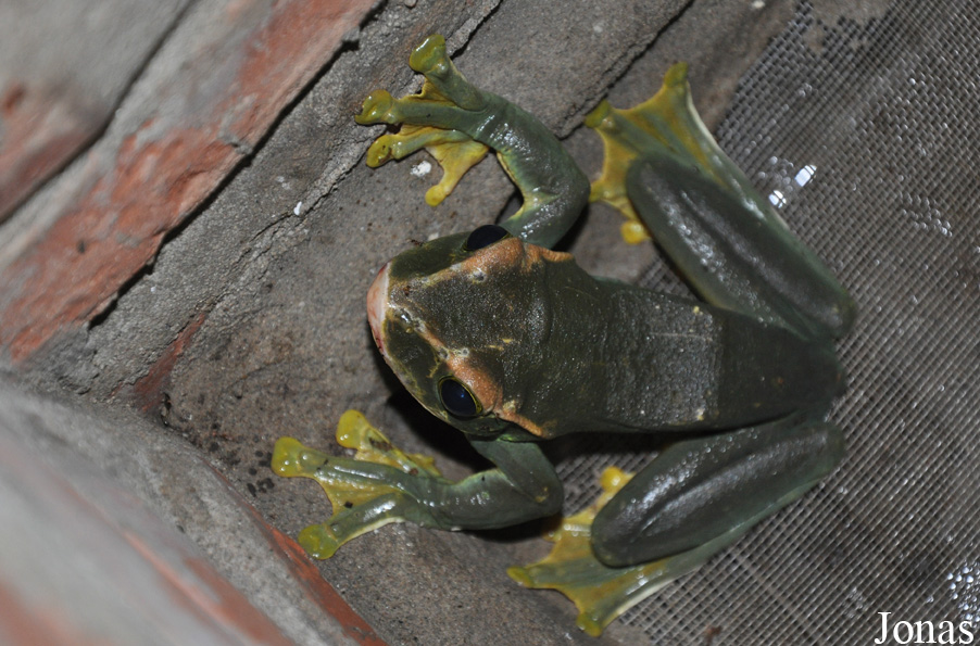 Rhacophorus feae