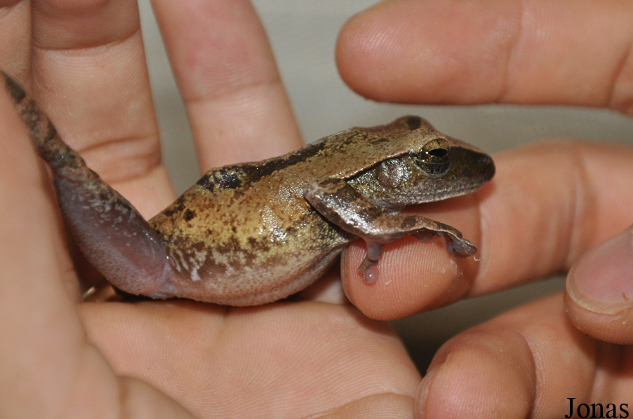 Rhacophorus orlovi