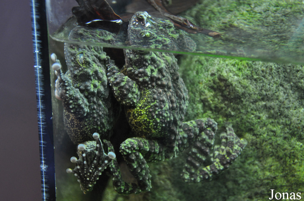 Theloderma corticale