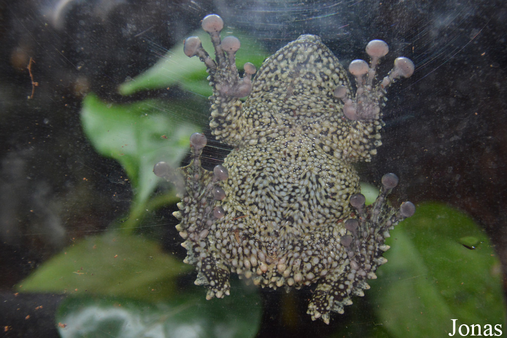 Theloderma corticale