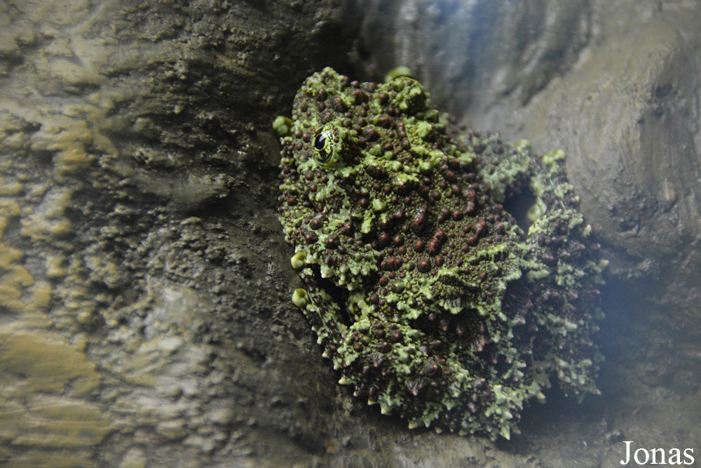 Theloderma corticale