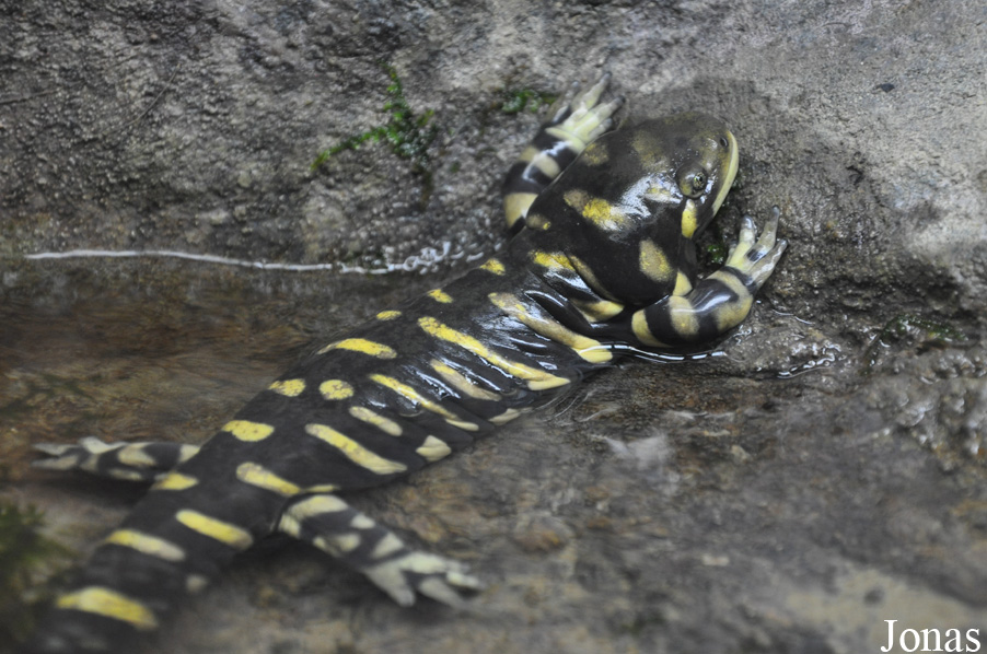 Ambystoma mavortium