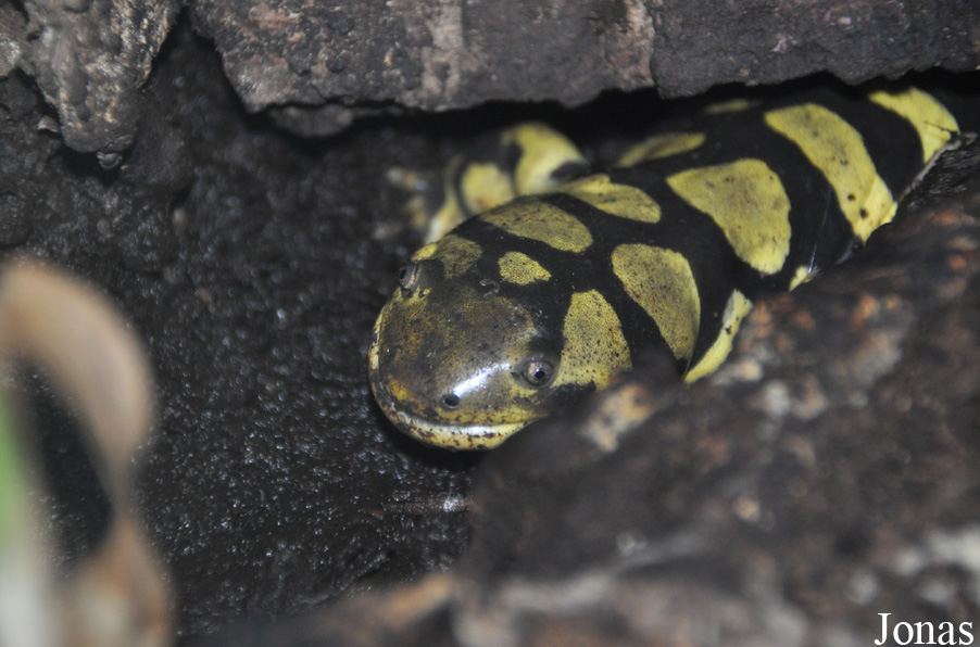 Ambystoma mavortium