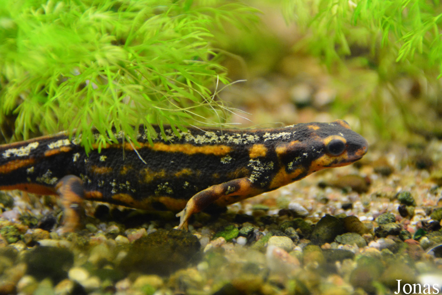 Cynops ensicauda popei