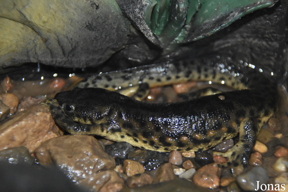 Pleurodeles waltl