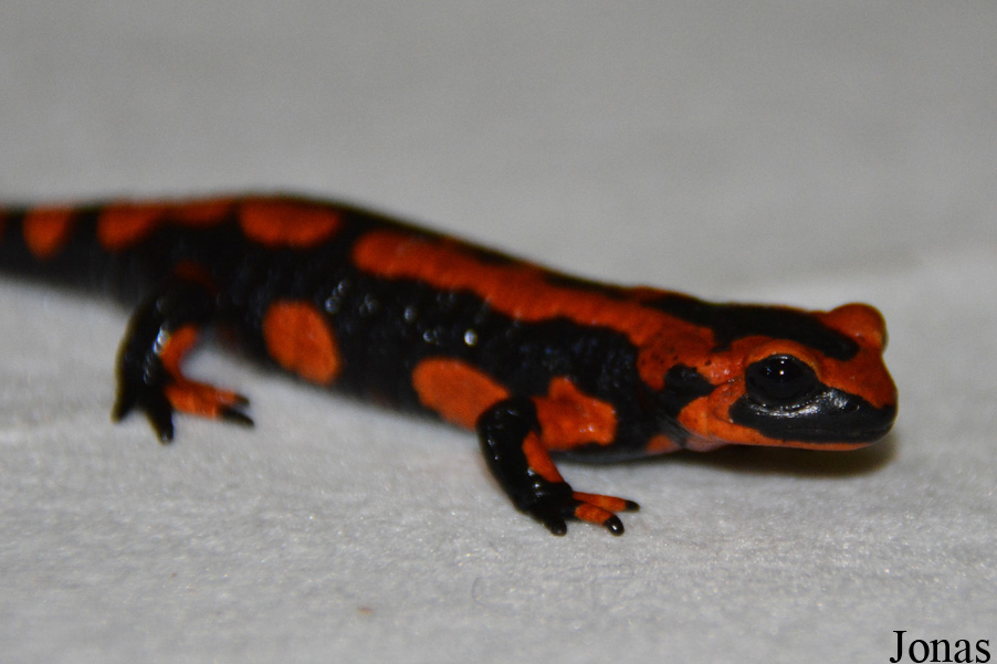 Salamandra salamandra