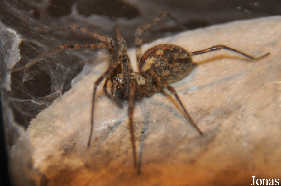 Tegenaria domestica