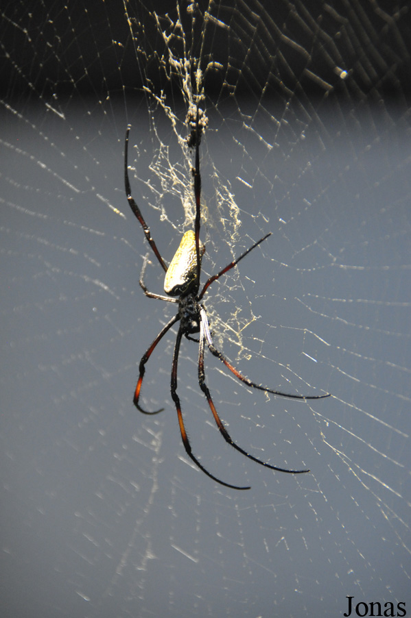 Nephila sp.