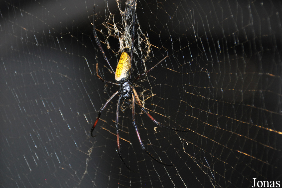 Nephila sp.