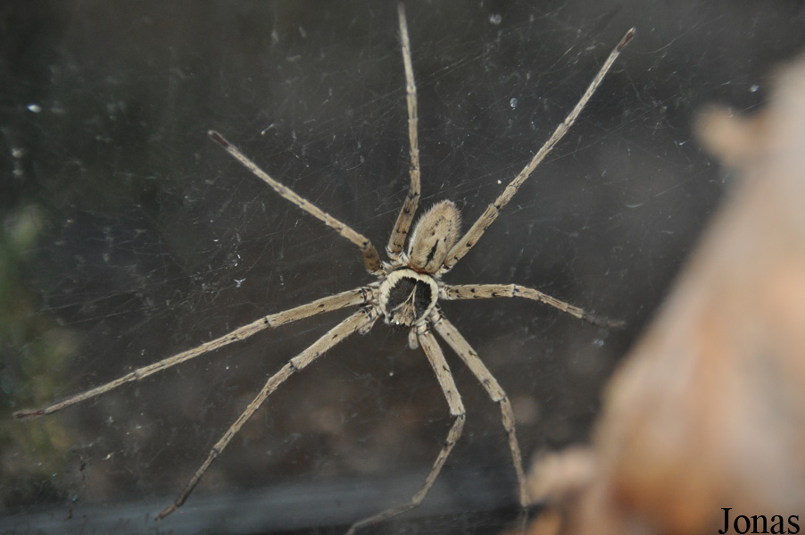 Heteropoda venatoria