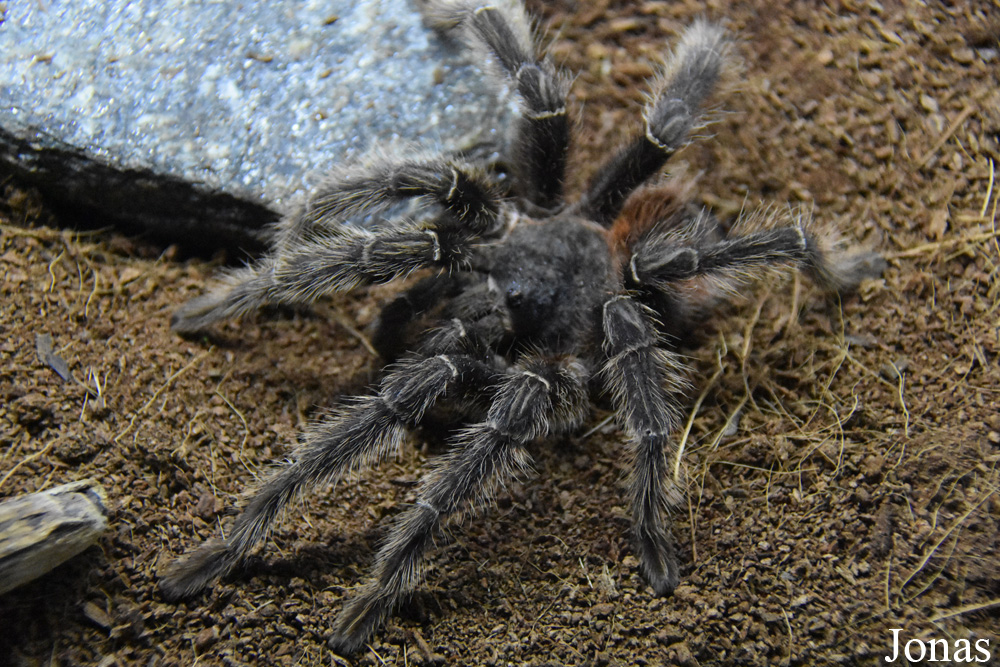Acanthoscurria geniculata