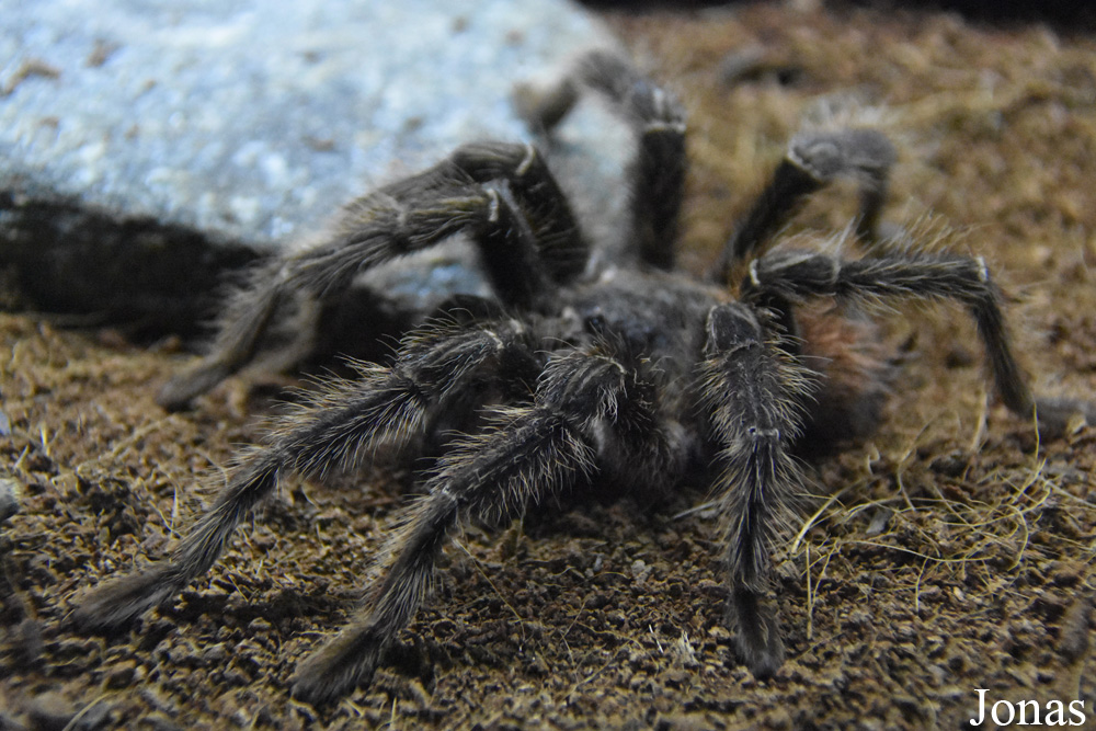 Acanthoscurria geniculata