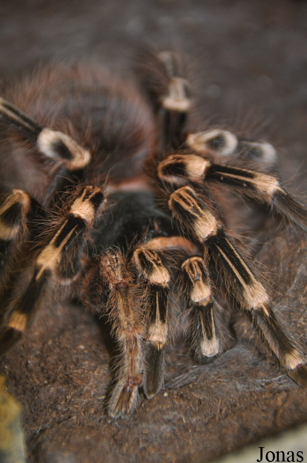 Acanthoscurria geniculata